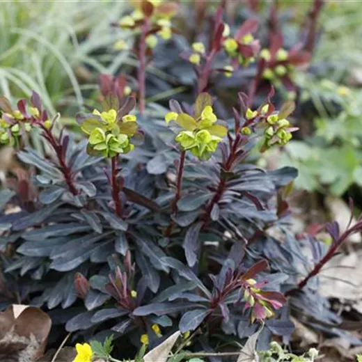 Euphorbia amygdaloides 'Purpurea'