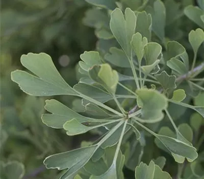 Ginkgo biloba 'Autumn Gold'