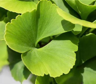 Ginkgo biloba 'Fastigiata Blagon' -R-