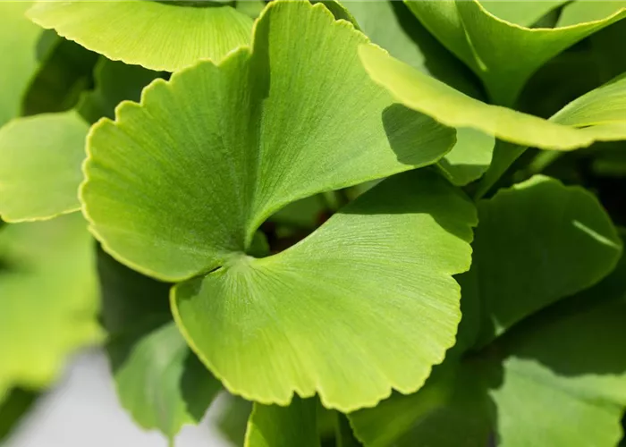 Ginkgo biloba 'Fastigiata Blagon' -R-