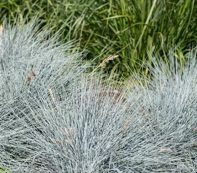 Festuca glauca