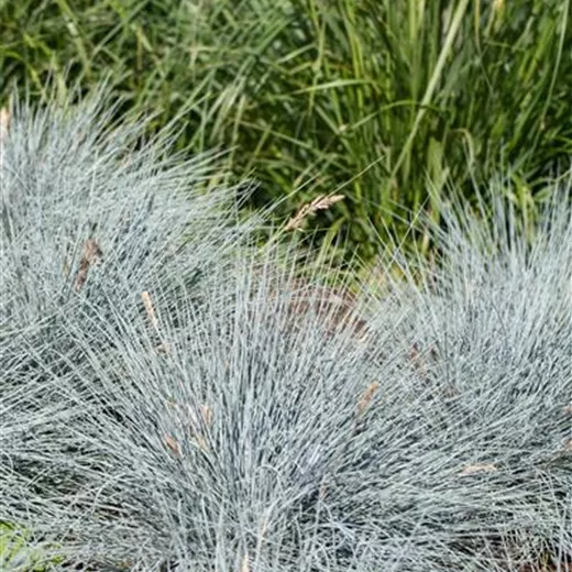 Festuca cinerea 'Elijah Blue'