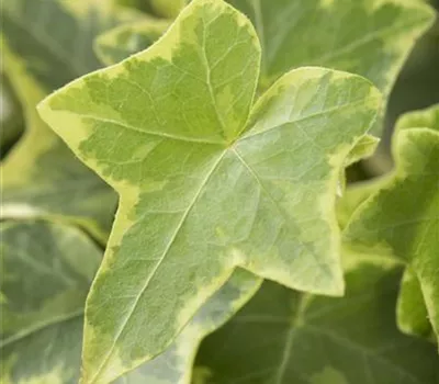 Hedera helix 'Goldchild' Hedera helix 'Goldchild'