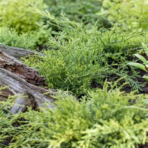 Juniperus media 'Old Gold'