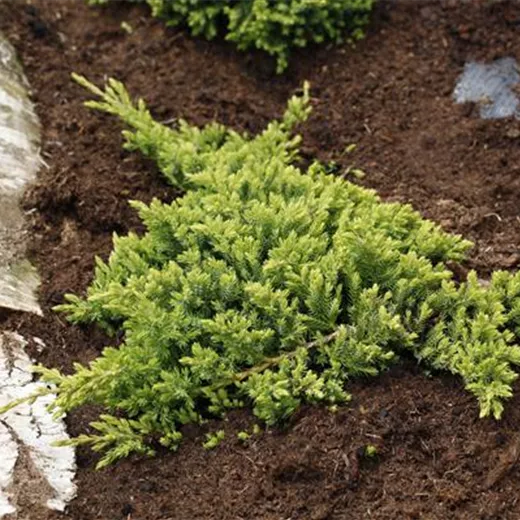 Juniperus procumbens 'Nana' Juniperus procumbens 'Nana'