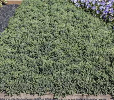 Juniperus squamata 'Blue Star'