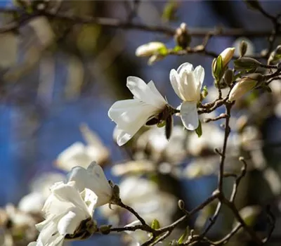 Magnolia stellata Magnolia stellata