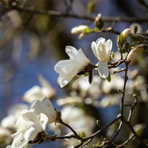 Magnolia stellata Magnolia stellata