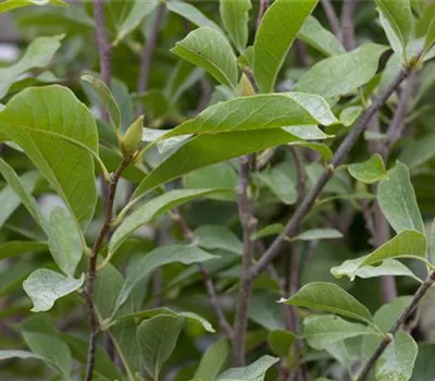 Magnolia soulangiana Magnolia soulangiana