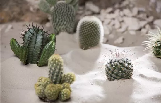 Kakteen düngen Kakteen düngen