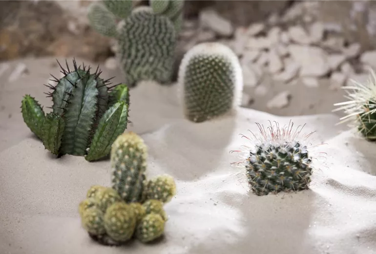 Cactus