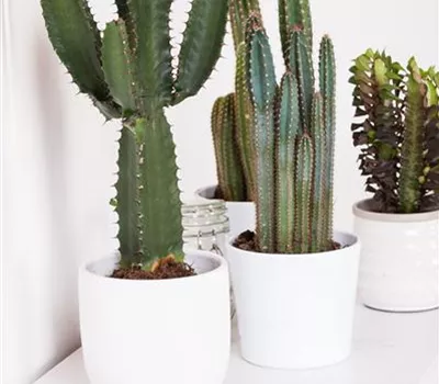 Kakteen umtopfen Kakteen umtopfen