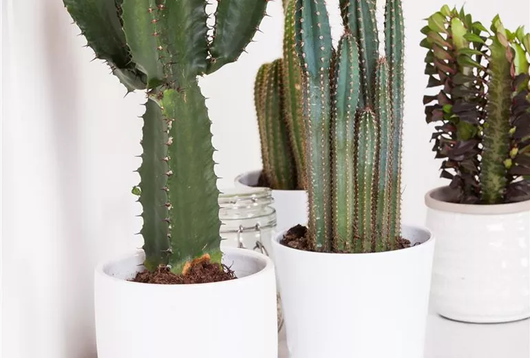 Cactus