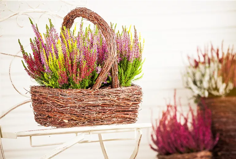 Calluna vulgaris Calluna vulgaris