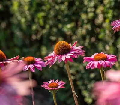 Echinacea purpurea 'PowWow Wild Berry'
