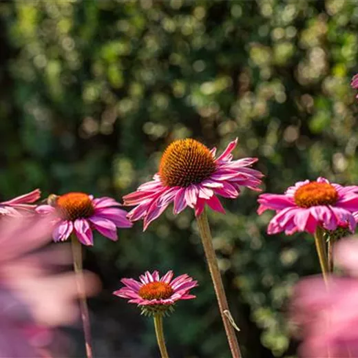 Echinacea purpurea 'PowWow Wild Berry'