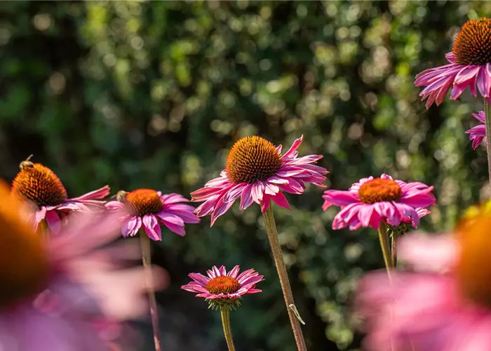 Echinacea purpurea 'PowWow Wild Berry'