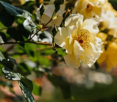 Rosa 'Frühlingsgold' STR Rosa 'Frühlingsgold' STR