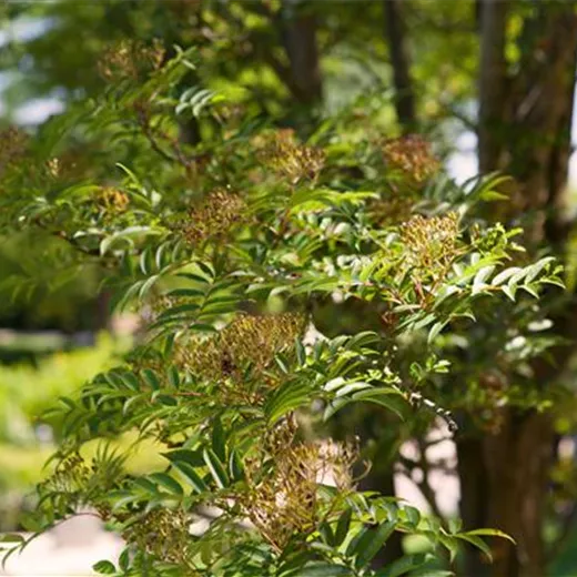 Sorbus domestica Sorbus domestica