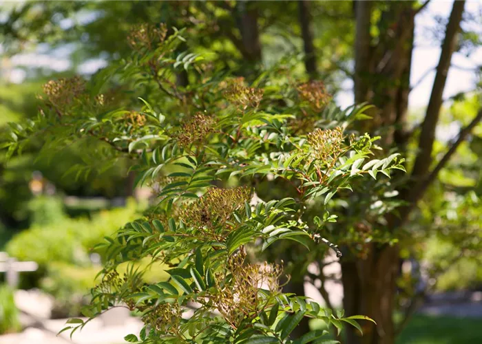 Sorbus domestica Sorbus domestica