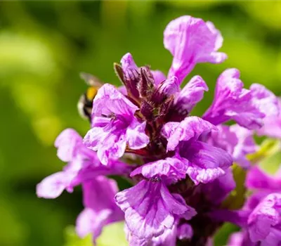 Stachys grandiflora 'Superba'