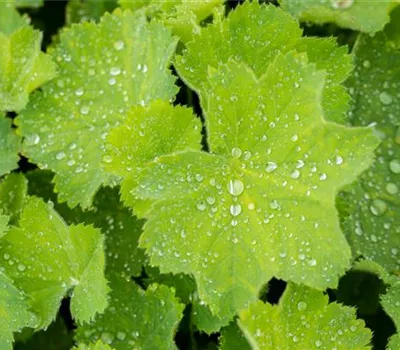 Alchemilla mollis Alchemilla mollis