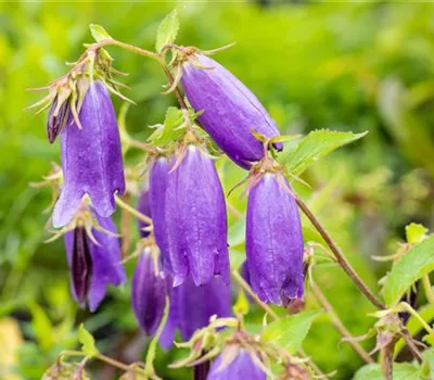 Campanula punctata 'Sarastro'