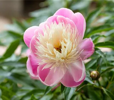 Paeonia lactiflora 'Bowl of Beauty'