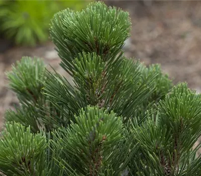 Pinus leucodermis 'Malinki'