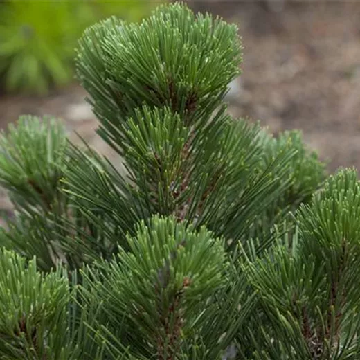 Pinus leucodermis 'Malinki'