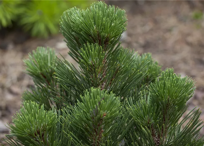 Pinus leucodermis 'Malinki'