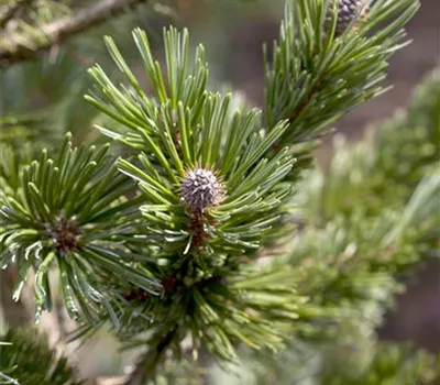 Pinus mugo "Sherwood Compact"