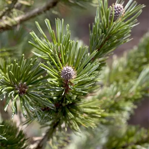 Pinus mugo "Sherwood Compact"