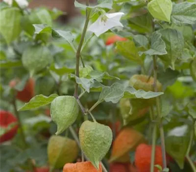 Physalis alkekengi var.franchetii