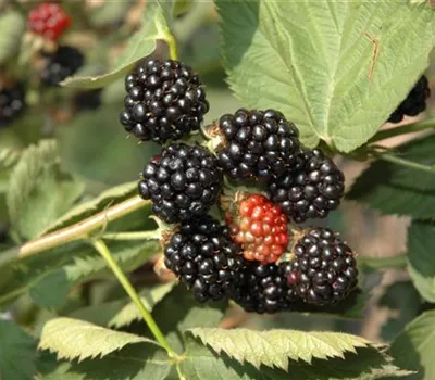 Rubus frut.'Black Satin' CAC
