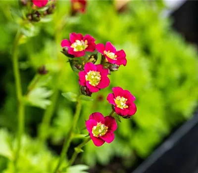 Saxifraga x arendsii 'Harder Zwerg'