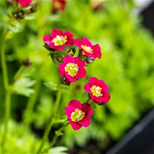 Saxifraga x arendsii 'Harder Zwerg'