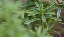 thuja orientalis leaf extract Herb Pharm Thuja