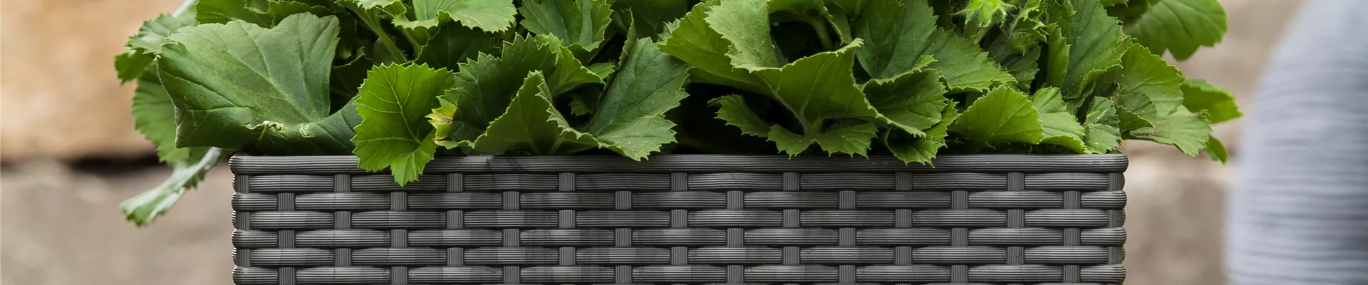 Pelargonium grandiflorum