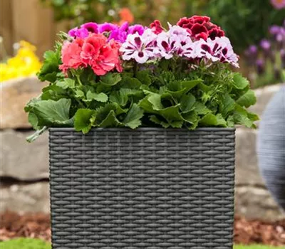 Blumentöpfe vorbereiten