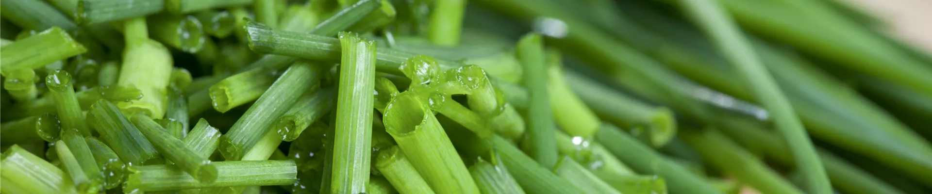 Allium schoenoprasum Allium schoenoprasum