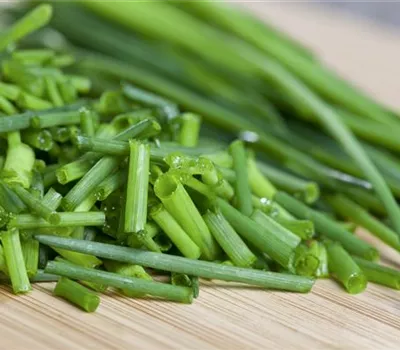 Schnittlauch treiben Schnittlauch treiben