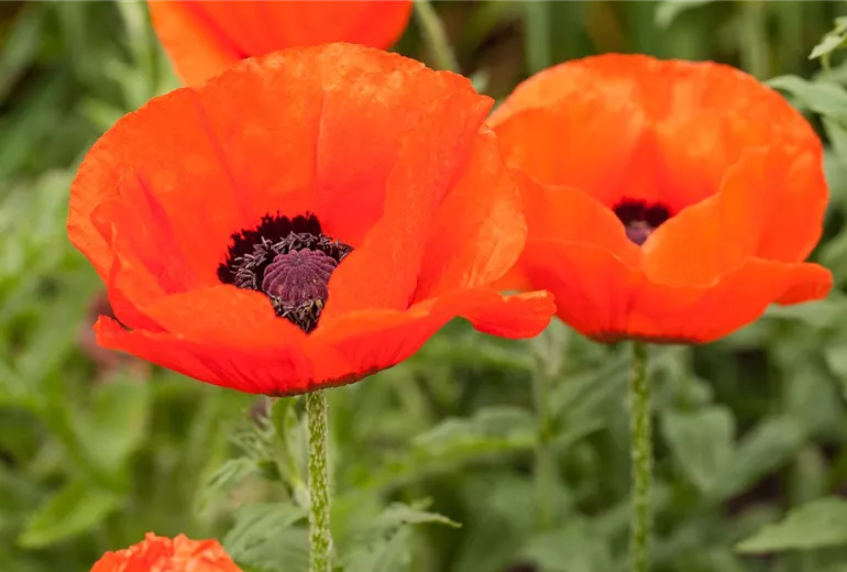 Papaver orientale, rot Papaver orientale, rot