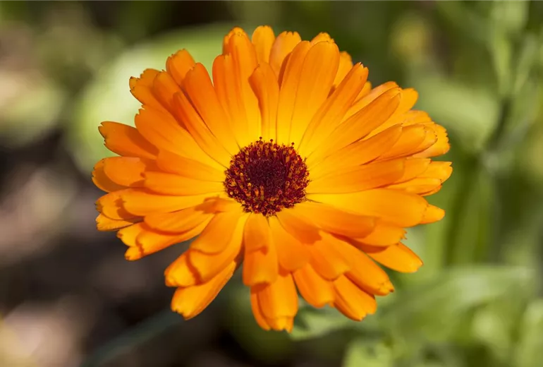 Calendula officinalis Calendula officinalis