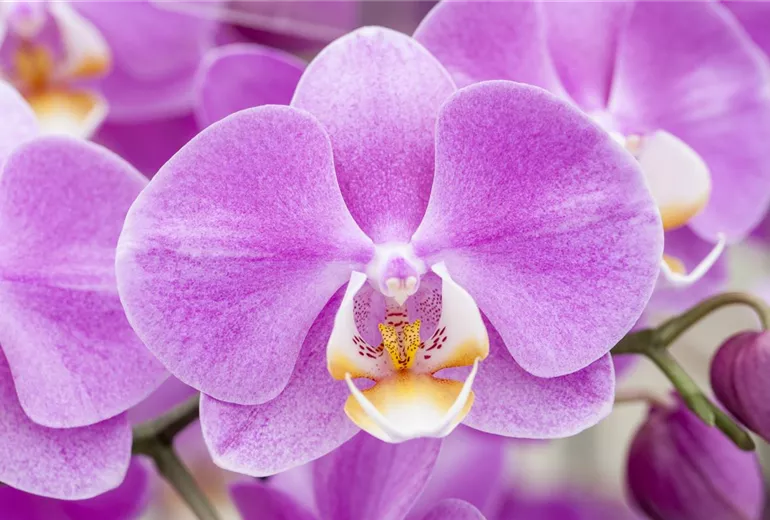 Phalaenopsis 'Manina' Phalaenopsis 'Manina'