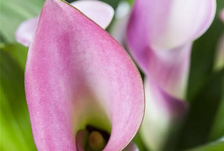 Zantedeschia aethiopica Zantedeschia aethiopica