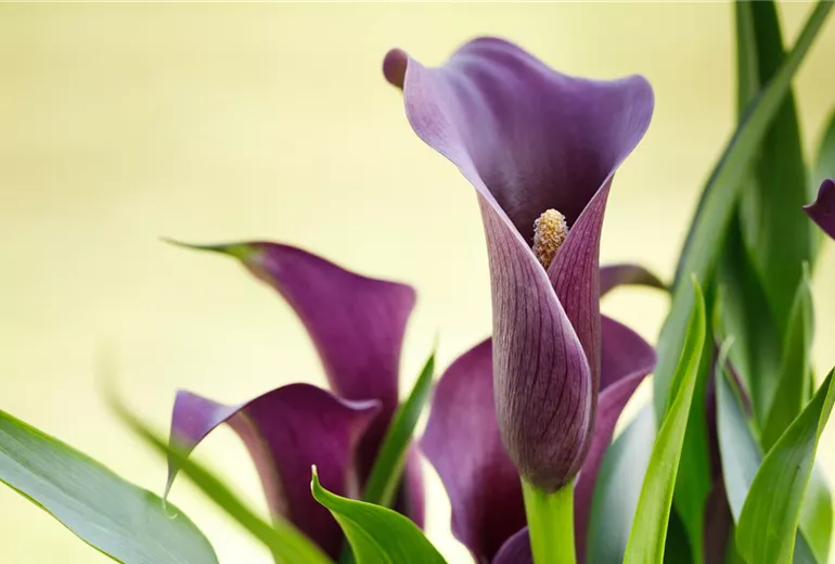 Zantedeschia aethiopica Zantedeschia aethiopica