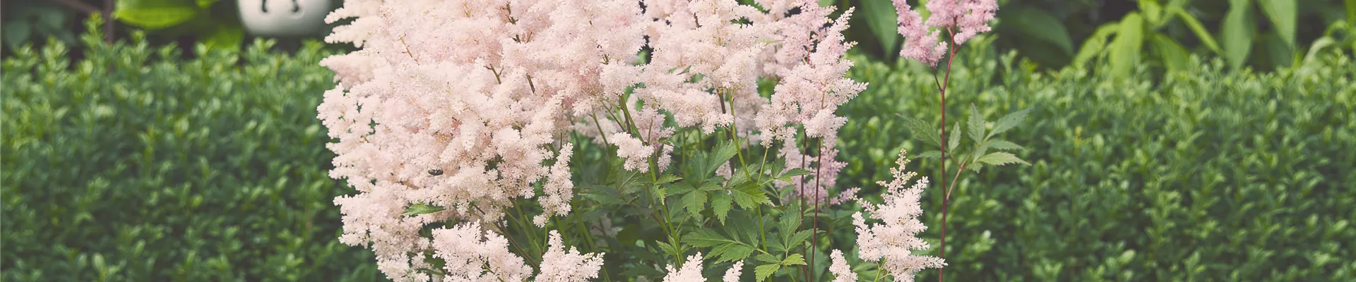 Astilbe Astilbe