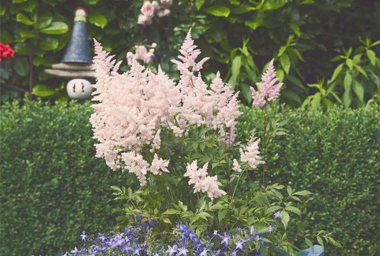 Astilbe Astilbe