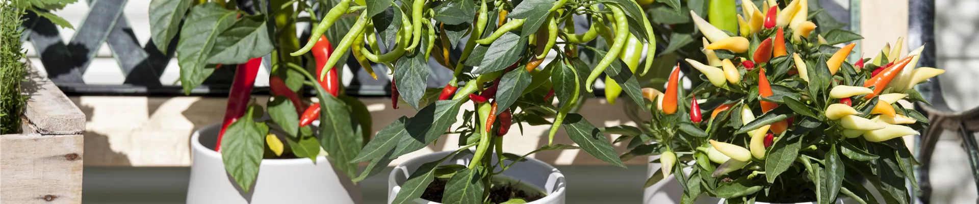 Capsicum annuum Capsicum annuum